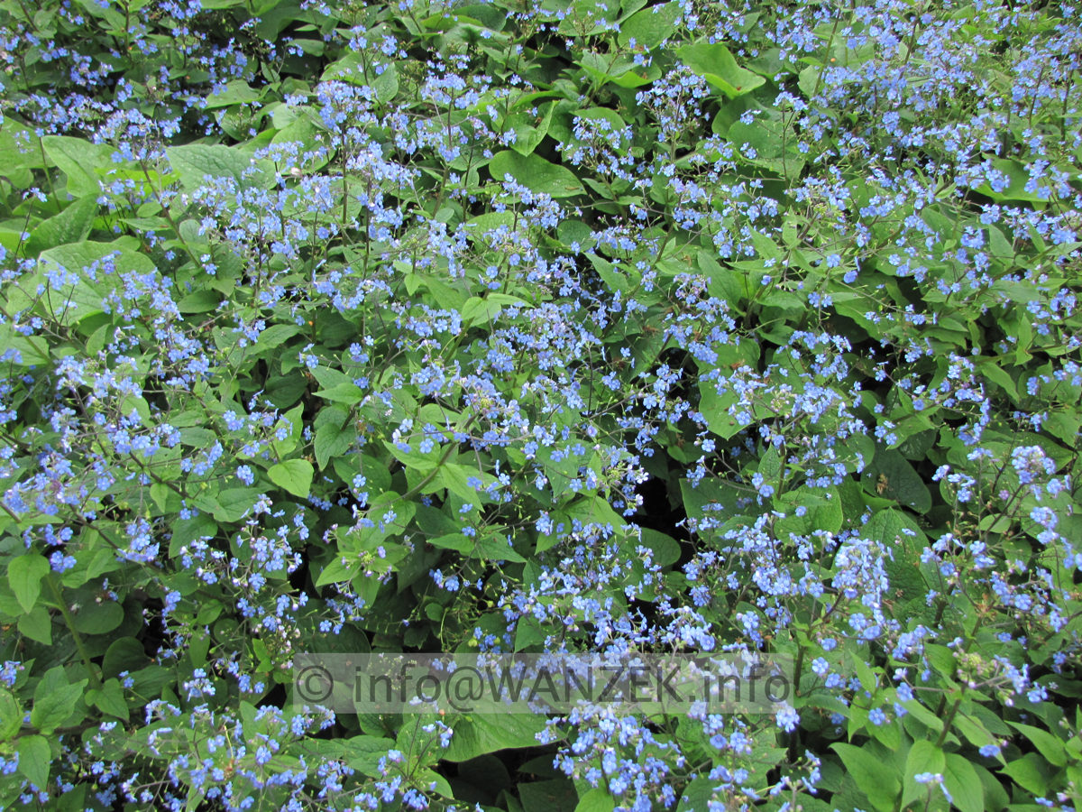 Brunnera macrophylla - flaechig bluehend1.JPG